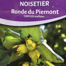Corylus avellana Ronde de Piémont, noisetier