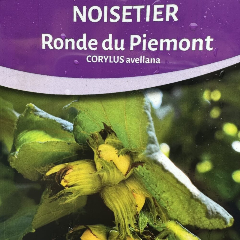 Corylus avellana Ronde de Piémont, noisetier Corylus avellana Ronde de Piémont, noisetier