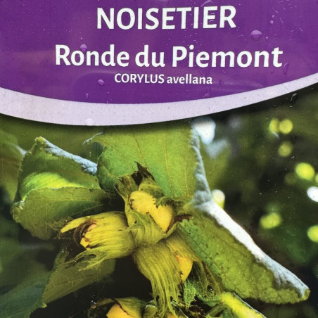 Corylus avellana Ronde de Piémont, noisetier