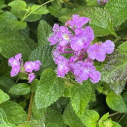 Lantana montevidensis