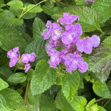 Lantana montevidensis
