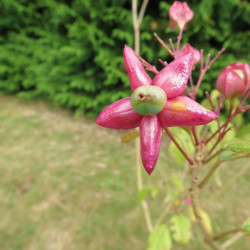 Clerodendrum trichotomum fargesii fruits