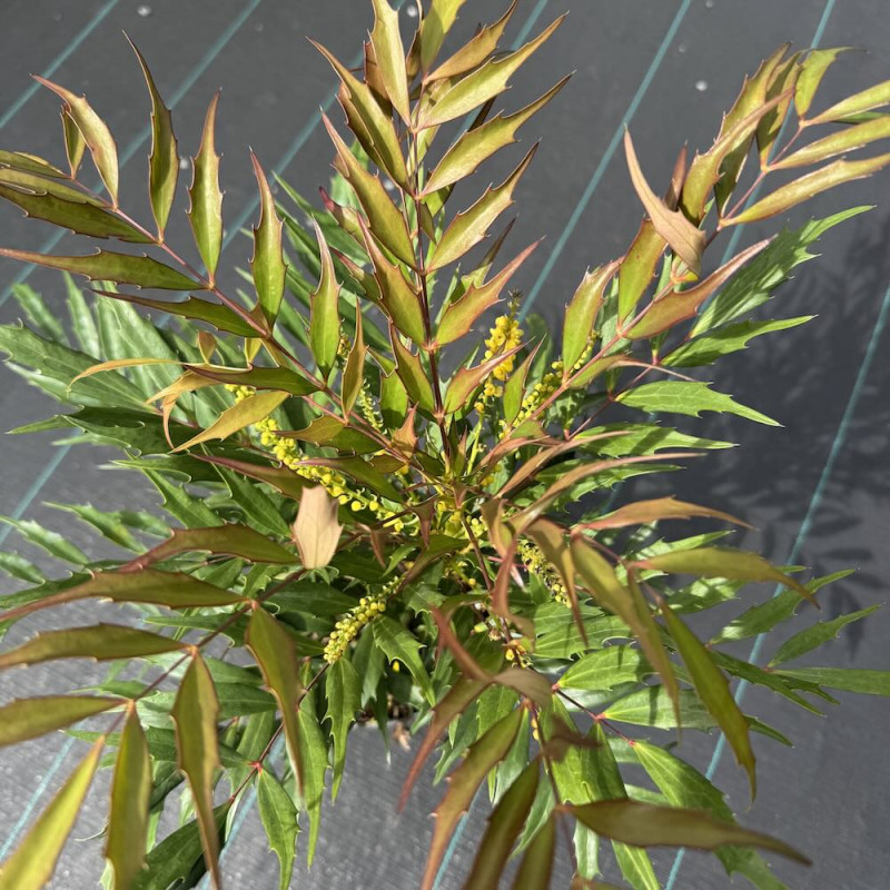 Mahonia eurybracteata Meteor