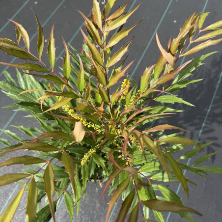 Mahonia eurybracteata Meteor