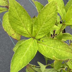 Hydrangea serrata Oamacha
