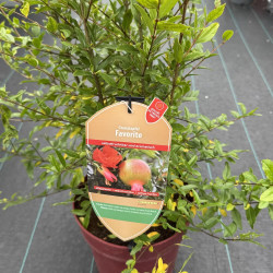 Punica granatum Favorite®, Lyubimy pomegranate