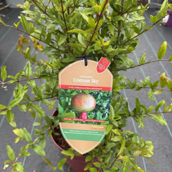 Punica granatum Crimson Sky