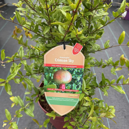 Punica granatum Crimson Sky