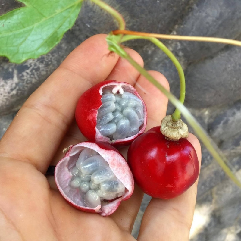 Passiflora foetida