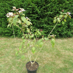 Clerodendrum trichotomum fargesii