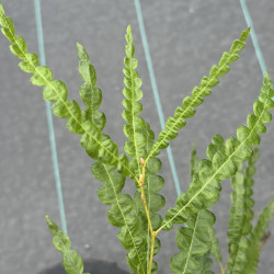 Comptonia peregrina