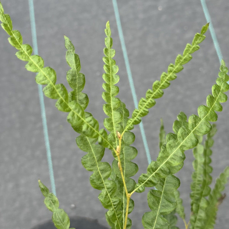 Comptonia peregrina