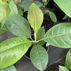 Magnolia grandis