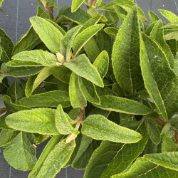Buddleja colvilei Kewensis