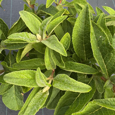 Buddleja colvilei Kewensis