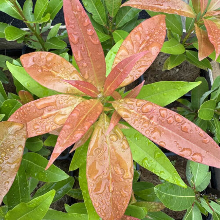 Persea japonica, Machilus