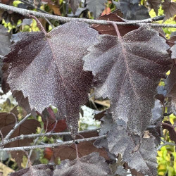 Betula pendula Royal Frost