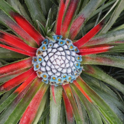 Fascicularia bicolor