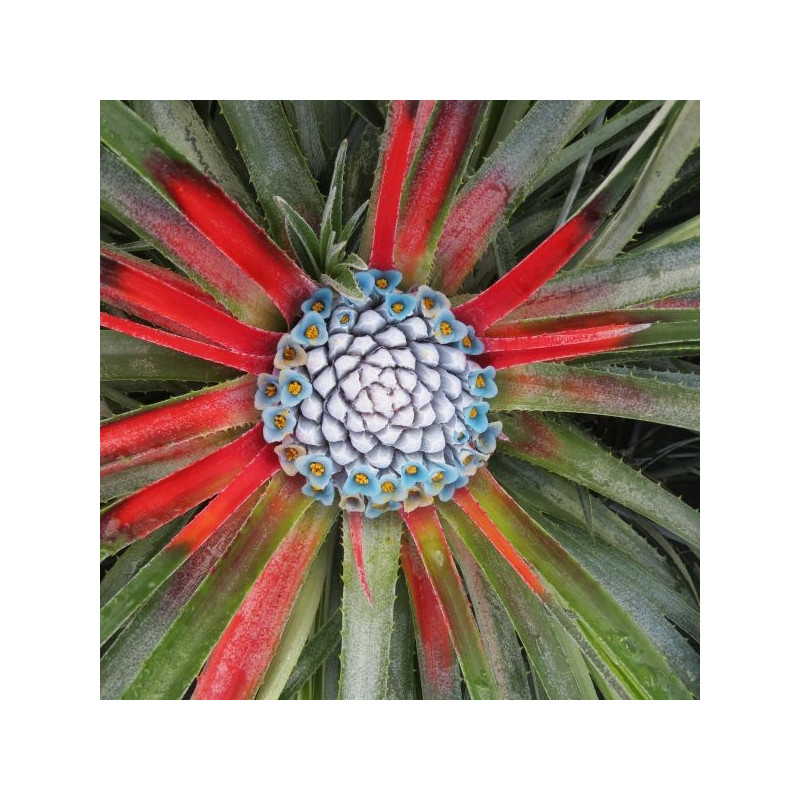 Fascicularia bicolor