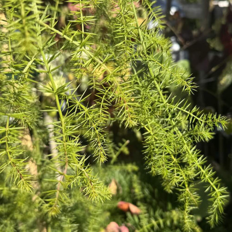 Acacia verticillata
