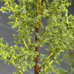 Pilgerodendron uviferum