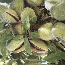 Prunus dulcis Mandaline®, almond tree