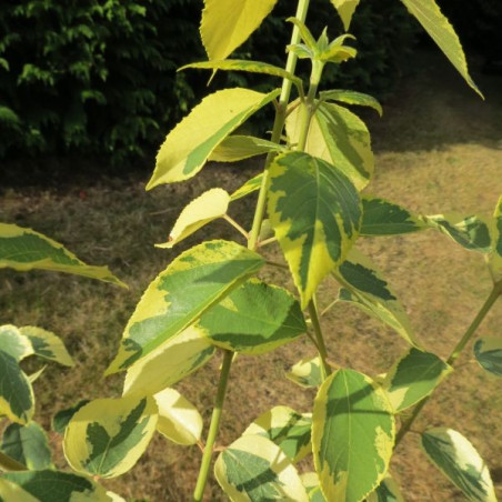Aristotelia chilensis variegata