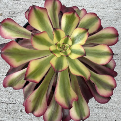 Aeonium Meiji