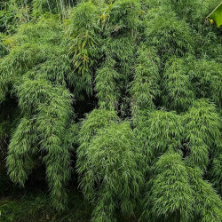 Yushania velutina, bamboo