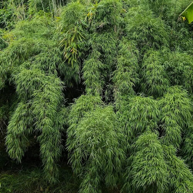 Yushania velutina, bamboo