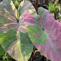 Colocasia Phet Phet Thai
