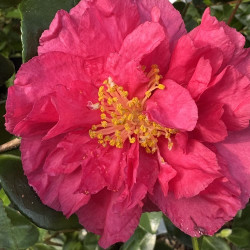 Camellia x hiemalis Bonanza