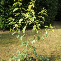 Aristotelia chilensis variegata