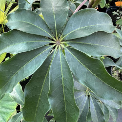 Schefflera shweliensis