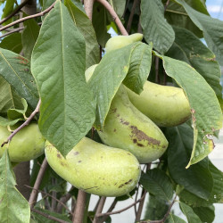 Asimina triloba  October Moon