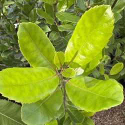 Alseuosmia macrophylla