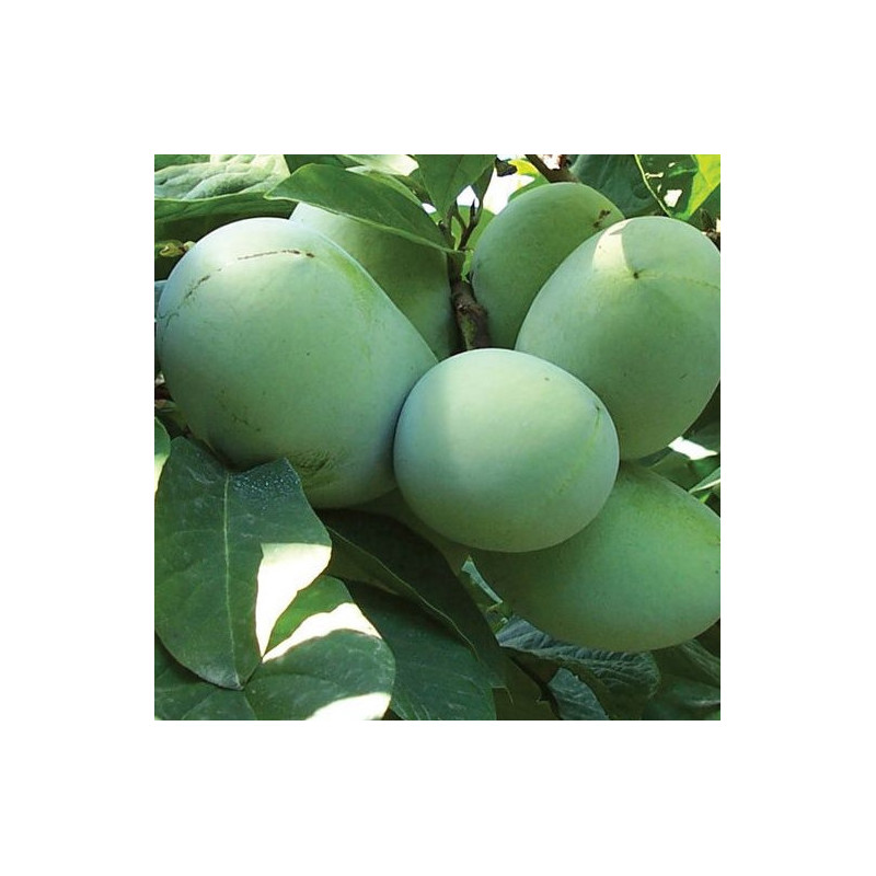 Asimina triloba KSU Benson