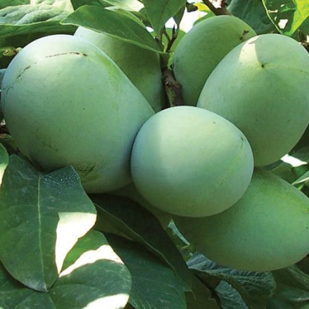 Asimina triloba KSU Benson