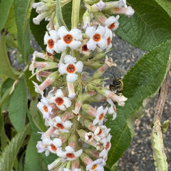 Buddleja macrostachya