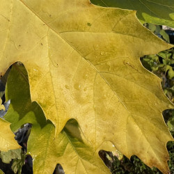 Quercus rubra Boltes Gold