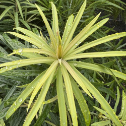 Podocarpus latifolius