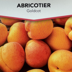 Prunus armeniaca Gold-Cot®, apricot tree