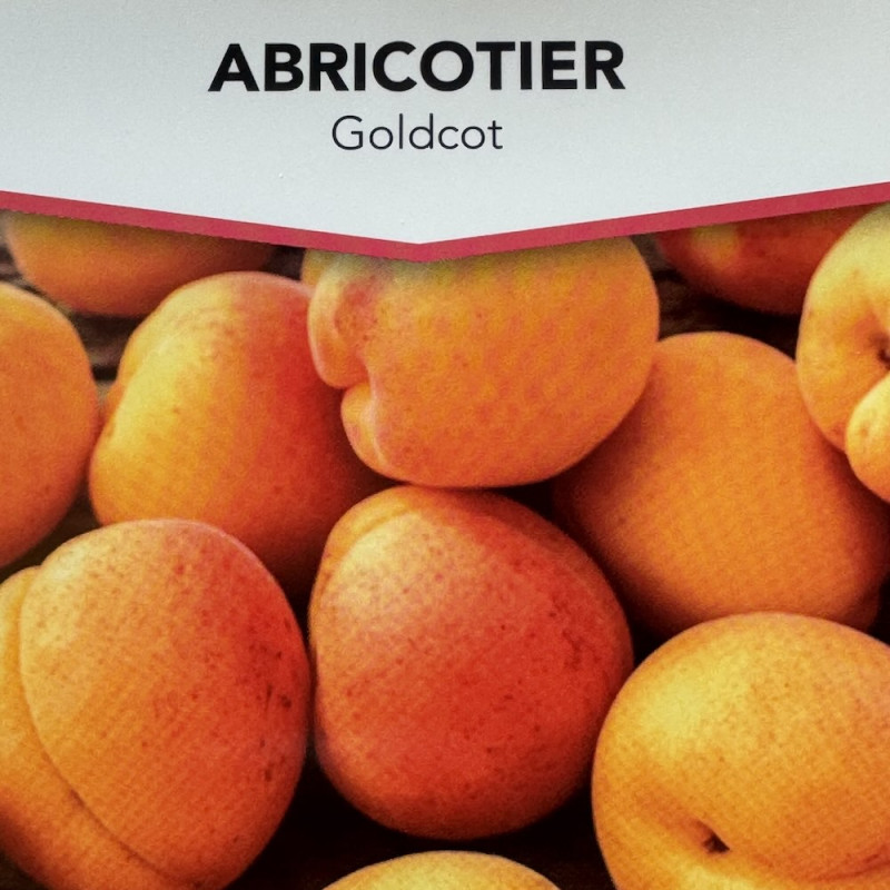 Prunus armeniaca Gold-Cot®, apricot tree