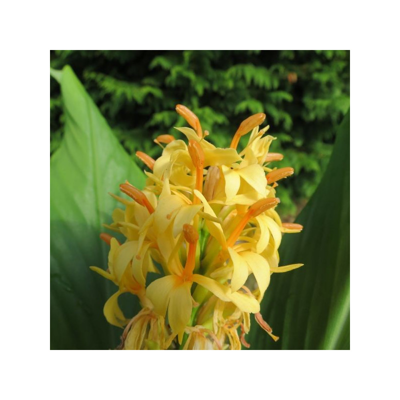 Hedychium densiflorum 'Assam orange'