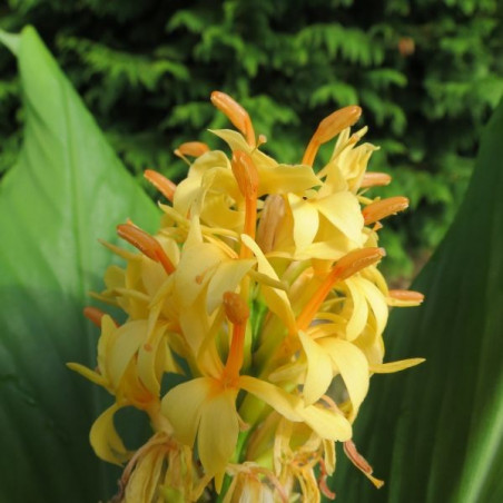 Hedychium densiflorum 'Assam orange'