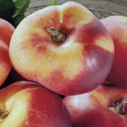 Nectarinier nain necta me plate®