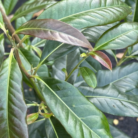 Schima sericans