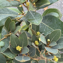 Litsea japonica