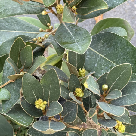 Litsea japonica