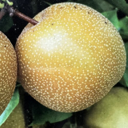 Pyrus pyrifolia Kosui, nashi